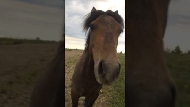 Крым. Демерджи. Конь. Часть 1 смотреть онлайн