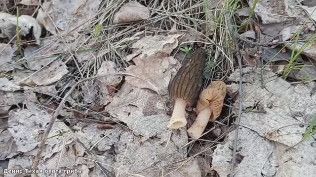 Глаза разбегаются - встретил 6 видов ранневесенних грибов | ГРИБЫ 2023 смотреть онлайн