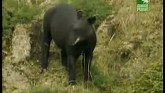 Тапиры_WMV V9.wmv смотреть онлайн