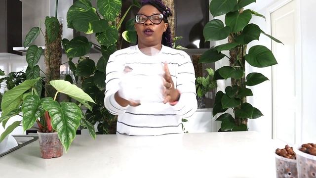 Philodendron Mamei Makeover: Repotting Guide For CRAWLING Plants смотреть онлайн