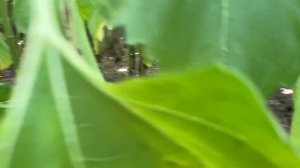 Обзор подсолнечника Сузука Сингента