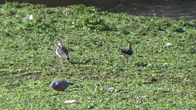 Мир птиц. Каких птиц вы узнали? смотреть онлайн