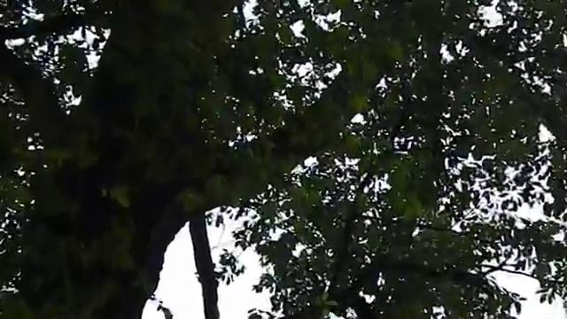 черный тополь смотреть онлайн