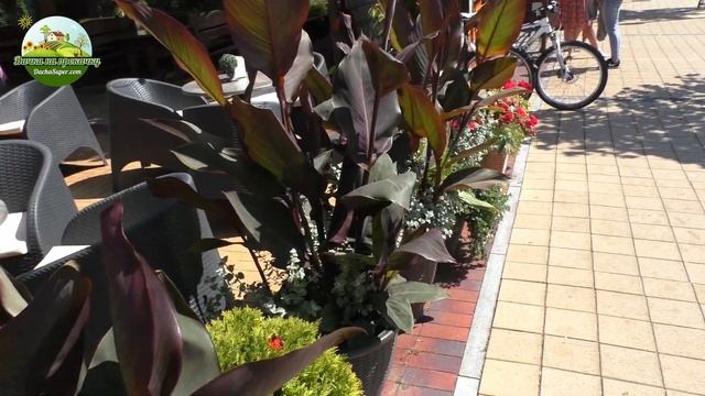 Паланга. Пирс. Улица Басанавичуса. Красивые клумбы. смотреть онлайн