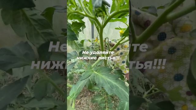 Почему нельзя раньше времени удалять нижние листья на помидорах смотреть онлайн