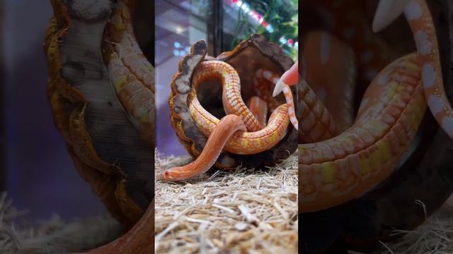 Рептилия без чешуи или с чешуей? Кого бы вы выбрали? #полоз #маисовыйполоз #cornsnake смотреть онлайн