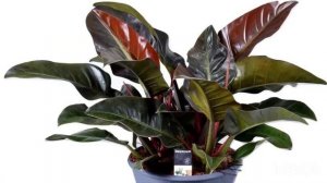 Филодендрон империал ред