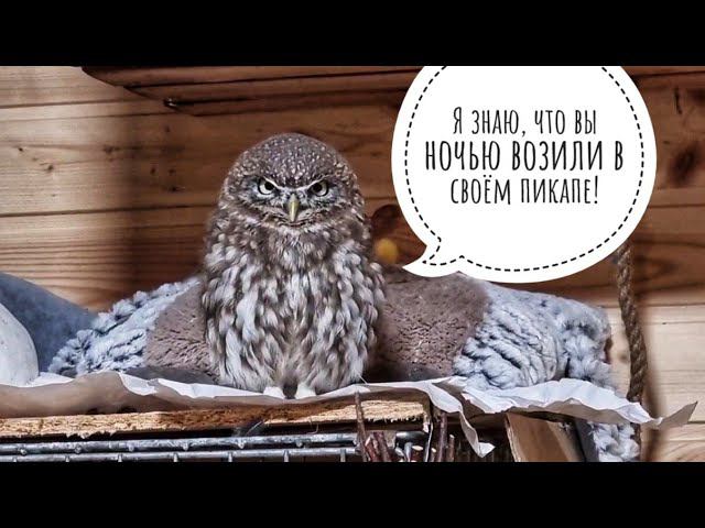 Катаем Пса Кубика в машине. Сыч Лучик задумал что-то недоброе. Маленькие совы делают большое милое