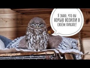 Катаем Пса Кубика в машине. Сыч Лучик задумал что-то недоброе. Маленькие совы делают большое милое