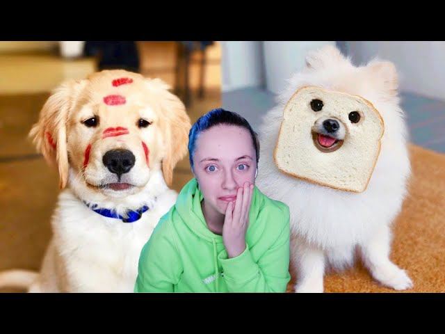ПОПРОБУЙ НЕ ЗАСМЕЯТЬСЯ И НЕ УМИЛЯТЬСЯ ЧЕЛЛЕНДЖ | реакция на милых собачек (банана крис) смотреть онлайн