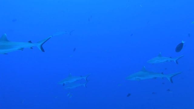 Maldives Diving Safari 2023 смотреть онлайн