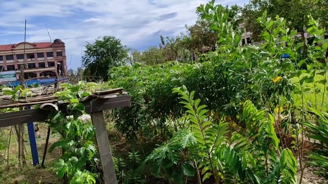 Informal Fruit n Veg Gardens take over Kuching Green Spaces, Borneo смотреть онлайн