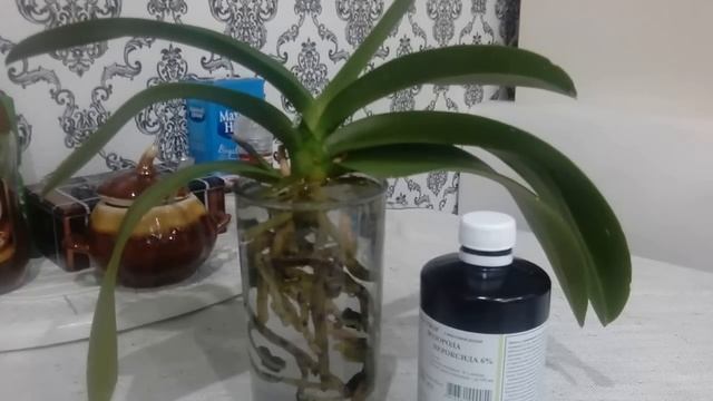 Как перевести орхидею на водный метод)) смотреть онлайн