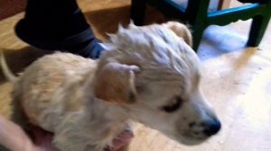 КАК ПРАВИЛЬНО КУПАТЬ - МАЛЕНЬКОГО ЩЕНКА СОБАКИ? ? ?