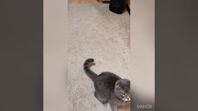 Учу кота приносить его любимую игрушку! ( Часть1 ) смотреть онлайн