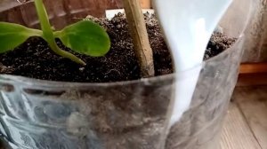 Пятна на листьях огурцов на балконе! Ожог?