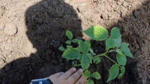 Правильная посадка малины. Сорт Маравилла.