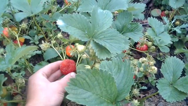 Клубника ранняя сорт Румба 06.2021 есть саженцы смотреть онлайн