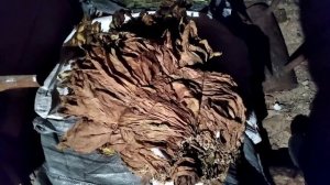 лучший способ отволожить - увлажнить листья табака для ферментации.