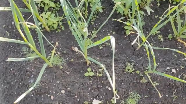 Как приготовить вкусный укропно чесночный соус пасту#УкропЗаготовка#УкропноЧесночныйСоус смотреть онлайн