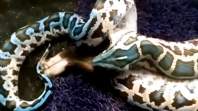 Анаконда ест кошку.Атака анаконды.Attack Anaconda.Кошка и змея.