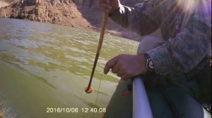 Квочение. Ловля сома на квок.