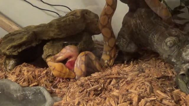 Reticulated Python "Joji" 26th Feeding 2-4-18 **NEW TANK** смотреть онлайн