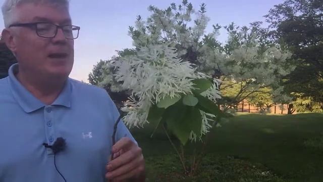 Chionanthus virginicus - The White Fringetree смотреть онлайн