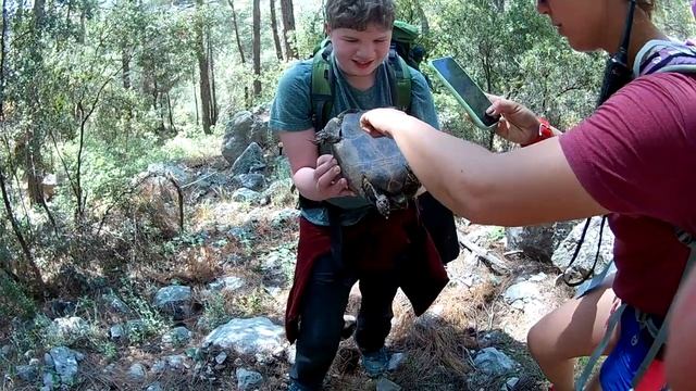 Как определить пол черепахи? смотреть онлайн