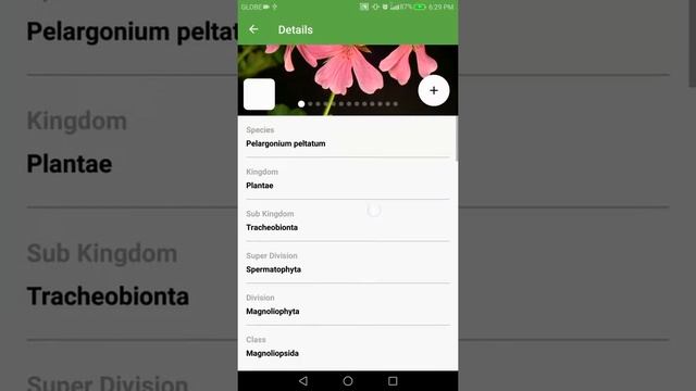 PlantSnap identifies an Ivyleaf Geranium (Pelargonium peltatum) смотреть онлайн