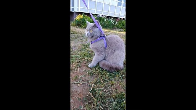 Кот Сэм идет первый раз гулять! смотреть онлайн