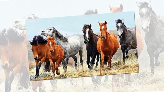 Rüyada At Görmek, Seeing a horse in a dream, Tabiri ve Yorumu смотреть онлайн