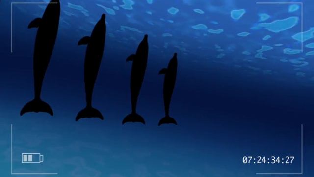 Wildscreen Festival Sting - Can-Can Dolphins смотреть онлайн