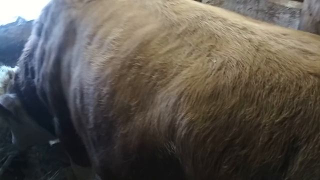 Большой бык заболел. смотреть онлайн