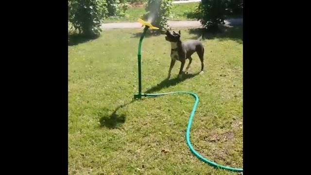 Разбрызгиватель "Танцующий цветок" (бешеный цветок) смотреть онлайн