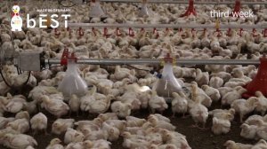 Оборудование для напольного содержания бройлеров | SAGRADA