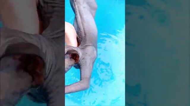 Лысая кошка Купается и Плавает в бассейне юмор Tik Tok #shorts смотреть онлайн