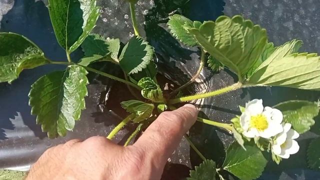 Когда можно отпускать кусты на плодоношение. НСД сорта клубники(земляники садовой) смотреть онлайн