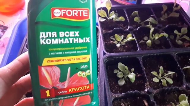 Подкормим рассаду цветов. 2021 г смотреть онлайн