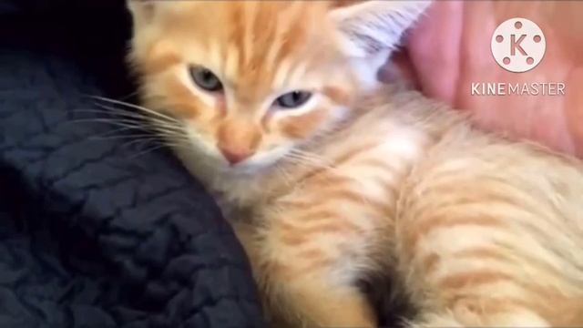 Мужчина спас крошечного котенка размером чуть больше ладони. Вот как его отблагодарил котёнок смотреть онлайн