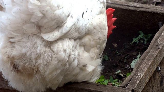 МОЯ ДАЧА - КУРЫ НА ДАЧЕ смотреть онлайн