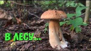 Лесной релакс...