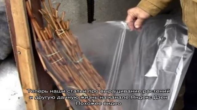 Как прорастить черенки винограда, время и тонкости их заготовки смотреть онлайн