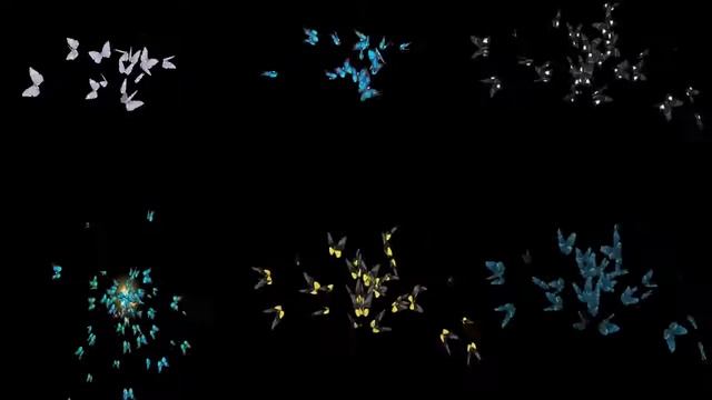 Футажи бабочки с прозрачным фоном Mov.(Footages Butterflies)