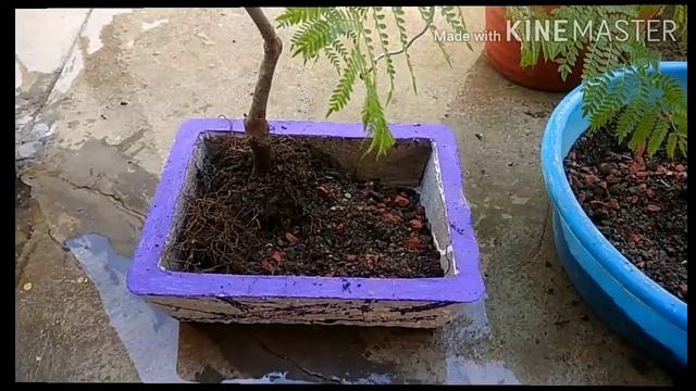 Bonsai potting Blue Jacaranda mimosifolia смотреть онлайн