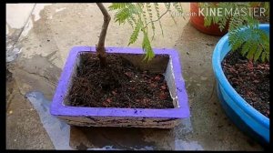 Bonsai potting Blue Jacaranda mimosifolia