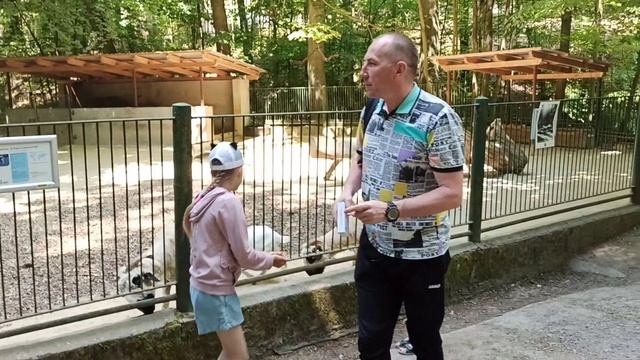 Кормим горных баранов