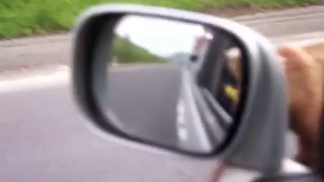 Медведь выпрашивает еду у автомобилистов смотреть онлайн