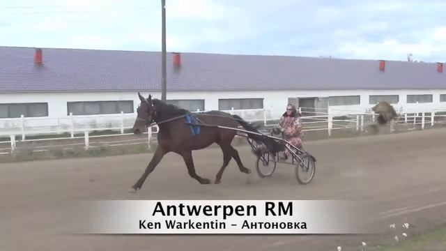 Участники Всероссийского Аукциона рысаков на ЦМИ 23 октября 2015. смотреть онлайн