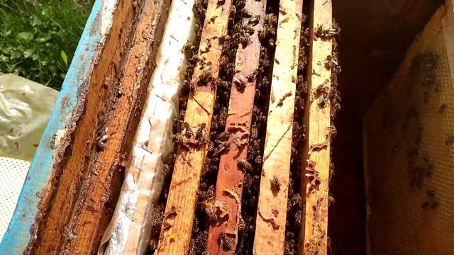 Формирование семьи воспитательницы с маткой смотреть онлайн